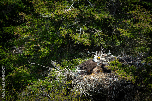 A bald eagle feeds its eaglet in a nest high in a tree.