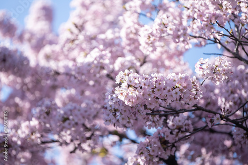 Soft Pink Cherry Blossoms in Full Bloom at the Tidal Basin, Washington DC During Spring