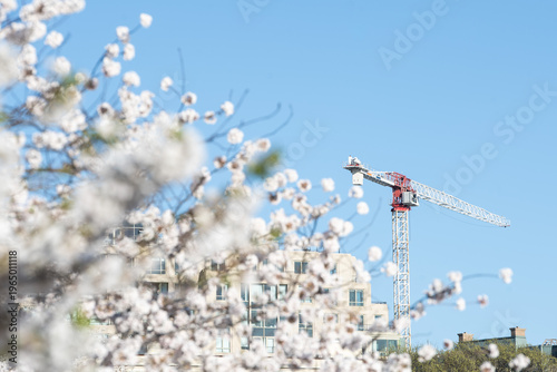 White Cherry Blossoms with Construction Crane in Background, Urban Spring Scene