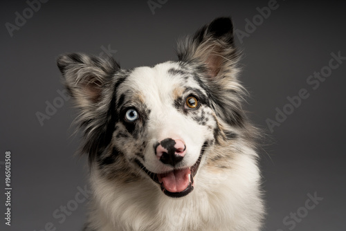 A closeup shot of a spotted border collie dog with heterochromia eyes