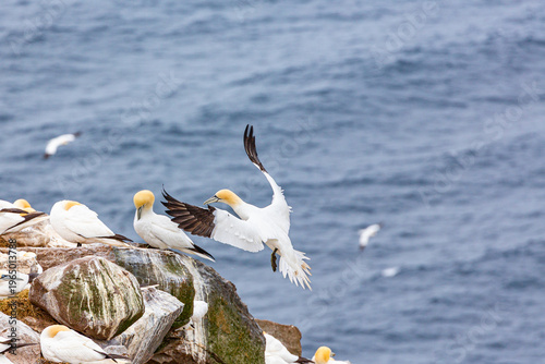 gannet
