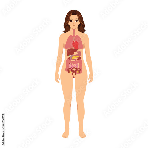 Female Internal Organs Anatomy Illustration Front View. Flat Vector Character