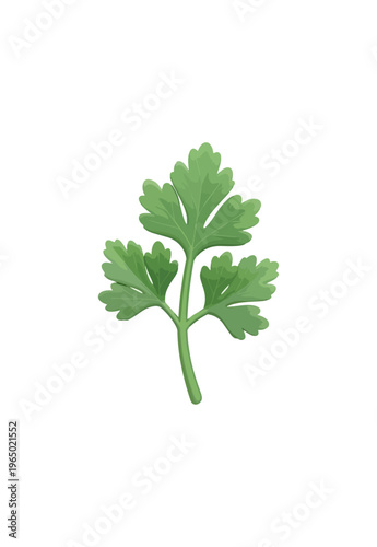 Fresh green parsley leaf isolated on black background