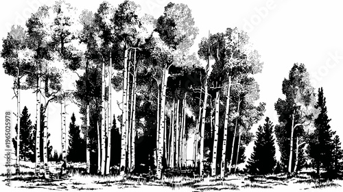 A black and white illustration of a forest scene with trees, grass, and a white background