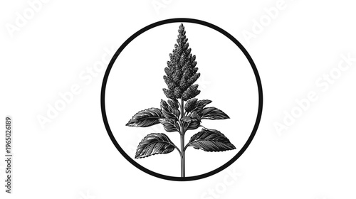 A stylized botanical illustration of a flowering plant enclosed within a black circular frame