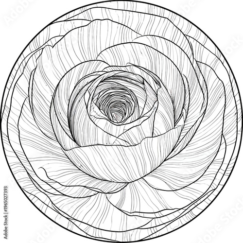 Intricate black and white circular illustration of a flower, petal details and lines