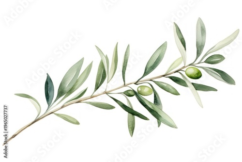 Olive branch hand drawn watercolor plant.