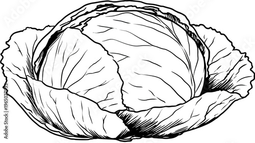 A black and white ink drawing depicting a head of cabbage, detailed, and realistic in style