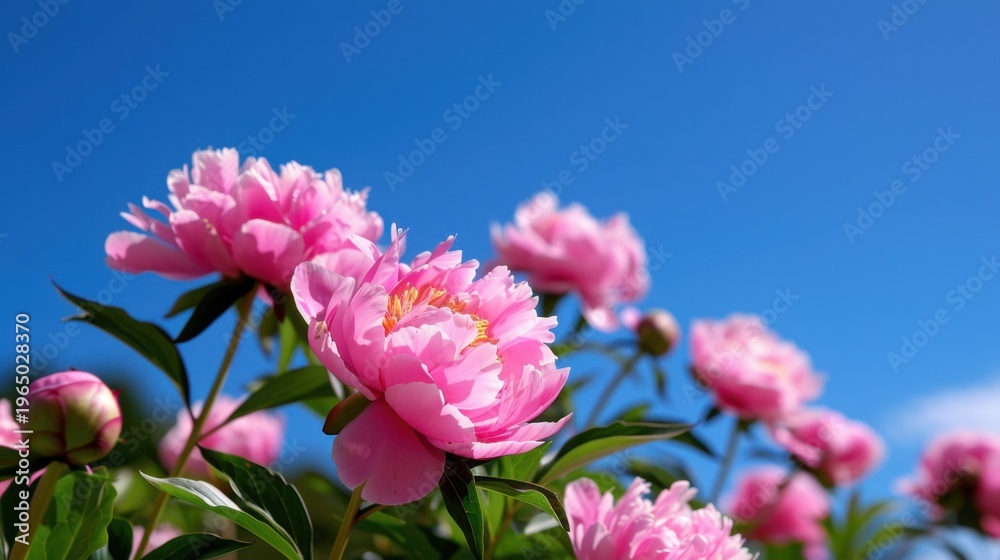 Fototapeta premium Beautiful Pink Peonies Blooming Under Clear Blue Sky on a Sunny Day with Lush Green Leaves Surrounding Them