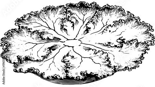 A monochrome illustration of a leafy, ruffled plant, possibly lettuce or a similar vegetable
