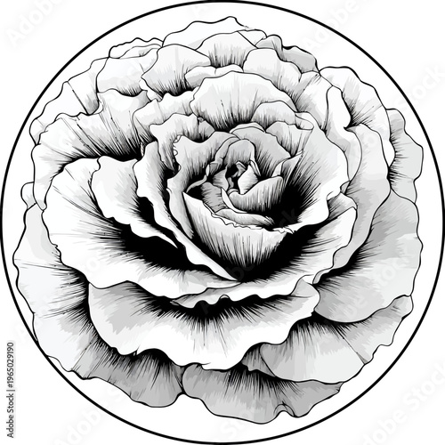 A detailed illustration of a blossoming flower with layered petals. A black and white floral design