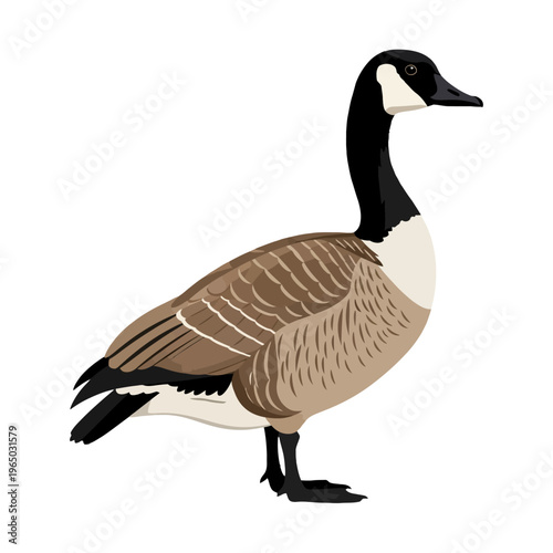 Illustration of a wild migratory goose with its iconic black head, white chinstrap, and brown feathers. A graceful waterfowl perfect for nature, bird, and wildlife-themed projects