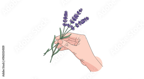 Close-up of a hand gently holding a bouquet of purple lavender flowers on a clean white background representing nature.