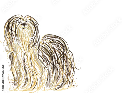 A cute shaggy small dog, fluffy playful canine pet, elegant long haired lapdog breed.