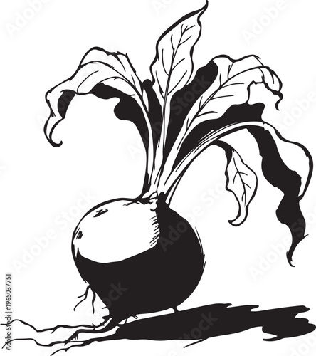 A detailed black and white illustration of a fresh beetroot with green leaves and roots casting a shadow, showcasing its organic form
