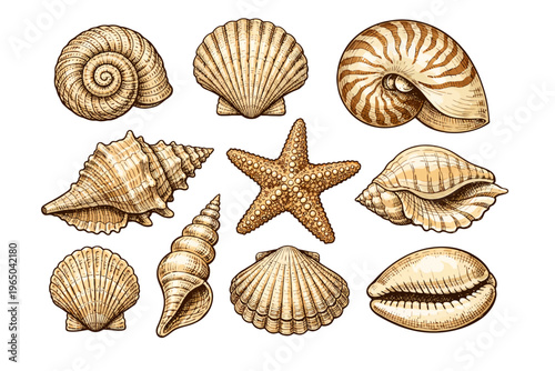 Collection of hand drawn line art illustrations of various seashells and a starfish on a cream background