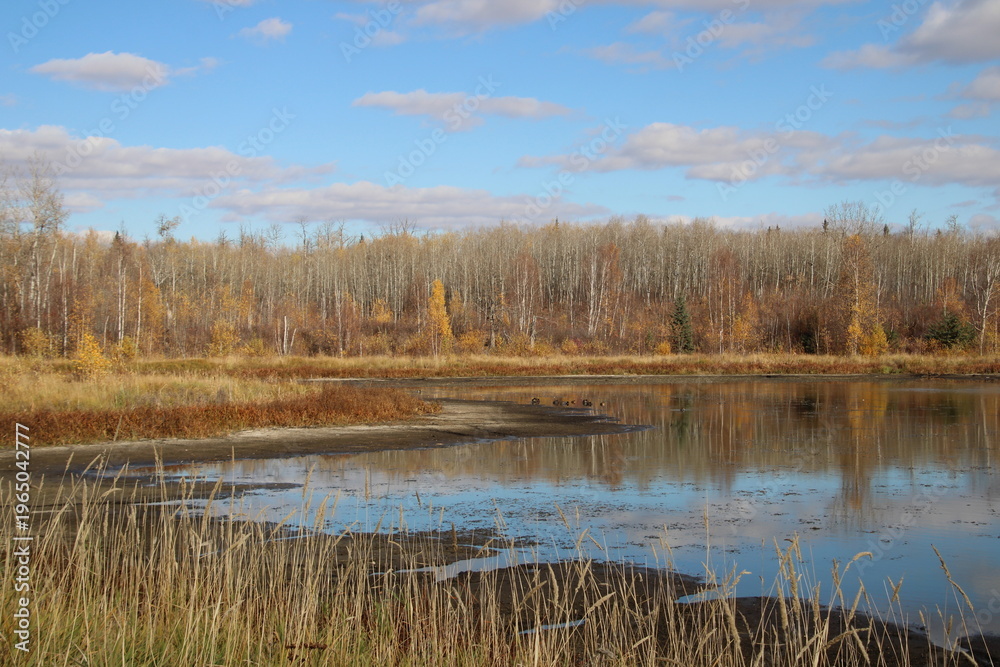 Fototapeta premium Autumn On The Water, Elk Island National Park, Alberta