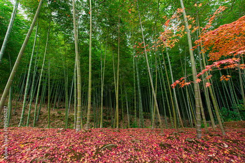 竹林と紅葉落ち葉