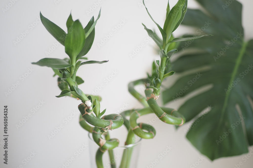 Fototapeta premium Indoor plant arrangement with green bamboo stalks and leaves