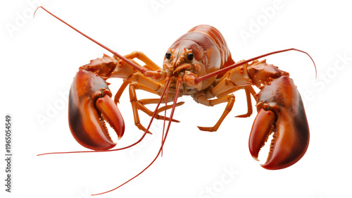 Red lobster crustacean seafood isolated on a transparent background