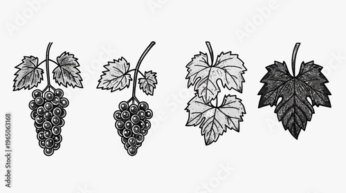 Illustration of grape clusters and leaves with cross-hatching for shading, on white