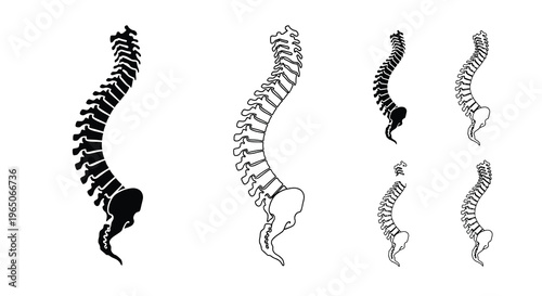 Anatomical illustration of the human spine in varying detail and perspectives