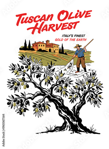 Vintage Tuscan olive harvest poster illustration with olive tree, farmer, and Italian villa landscape for olive oil label or t-shirt design