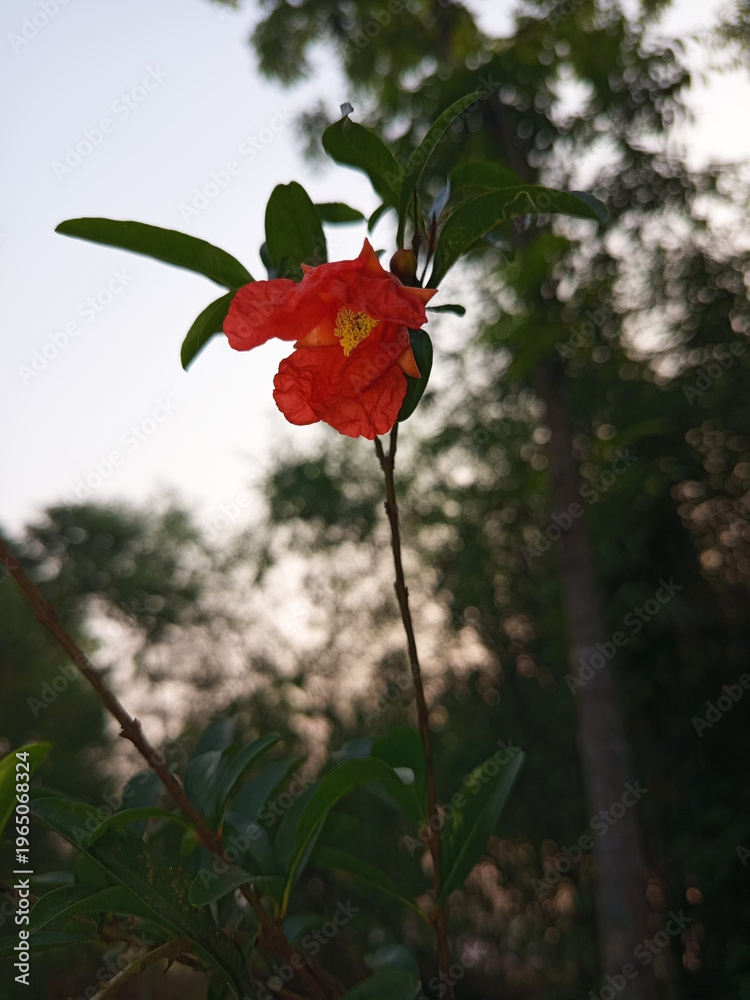 Fototapeta premium A vibrant red flower blooms in a lush green environment