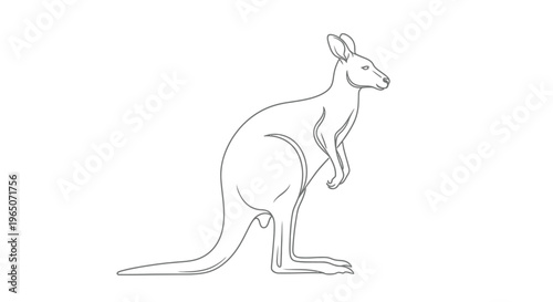 Kangaroo Line Drawing, Australian Animal Illustration