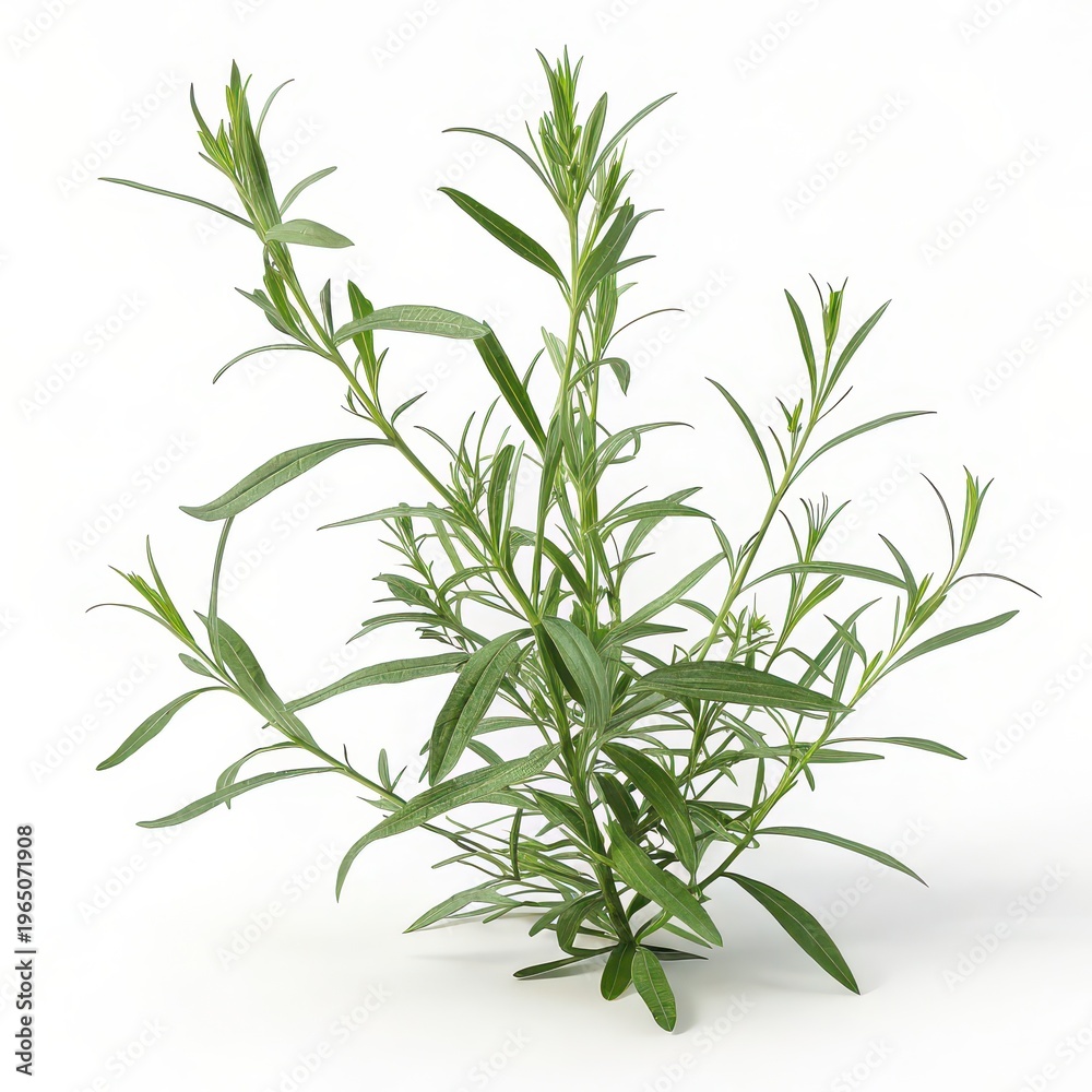 Fototapeta premium Fresh tarragon plant isolated on white background, green aromatic herb leaves, organic culinary ingredient, seasoning for cooking, herbal food concept
