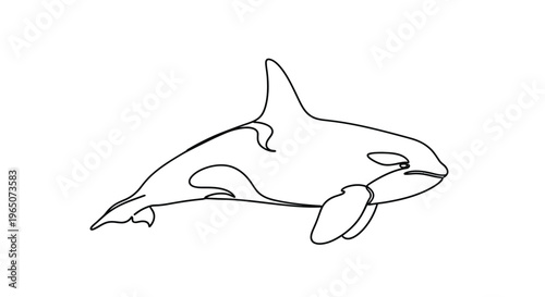 Orca Killer Whale, Line Art Illustration, Ocean Wildlife