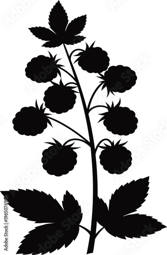 Blackberry Bush Silhouette with Leaves and Ripe Berries Illustration