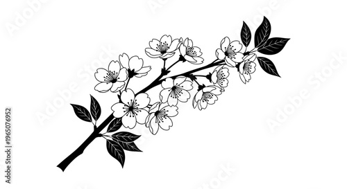 black and white cherry blossom branch