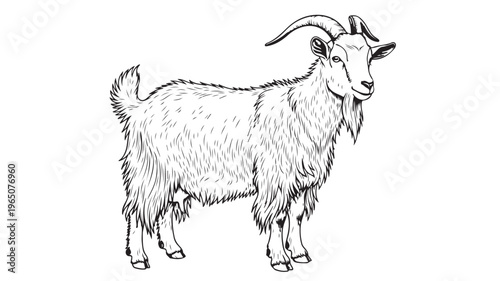 Goat Standing For Farm Animal Concepts