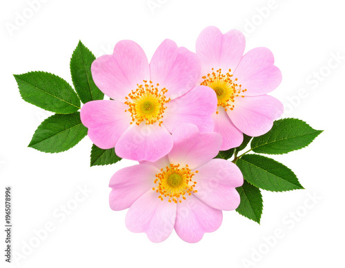 Firefly_Dark brown door standing full body isolated against a stark white background, stock p - Firefly_Three pink flowers with green leaves  