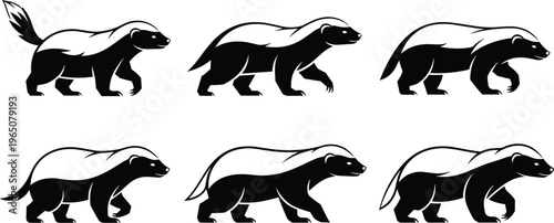 Vector set of black and white honey badger illustrations in various walking and stalking poses for wildlife nature logo and branding.