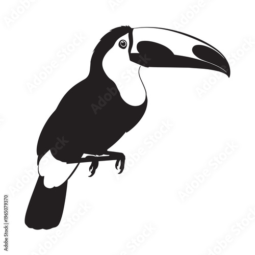 Black and white toucan bird with large beak on transparent background