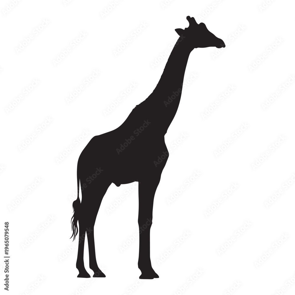 Fototapeta premium Black silhouette of a giraffe standing on transparent background