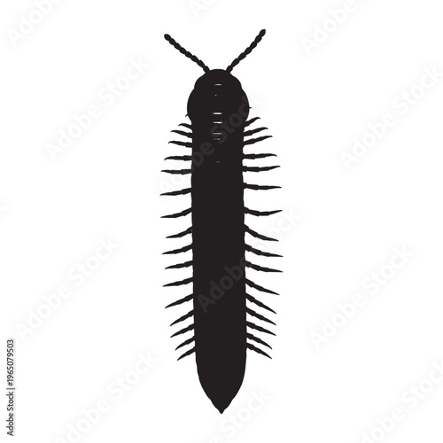 Detailed vector illustration of a centipede on transparent background