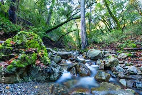 Scenic creek in Uvas Canyon County Park, California, flowing over mossy rocks and stones, surrounded by lush forest and autumn leaves, creating a calm and peaceful wilderness atmosphere