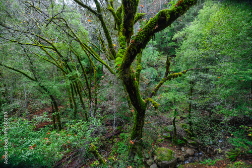 Lush moss covered trees in Uvas Canyon County Park, California, creating a dense green forest scene. Curved branches, rich foliage and damp woodland atmosphere in a peaceful natural environment