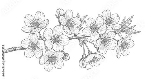cherry blossom branch line drawing