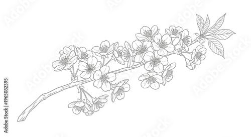 cherry blossom branch line drawing