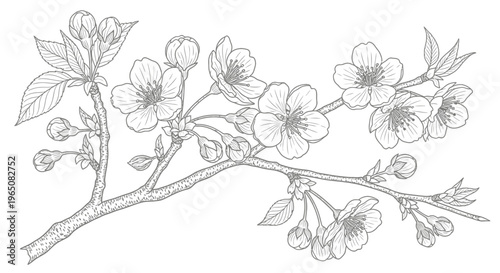 cherry blossom branch with flowers and leaves