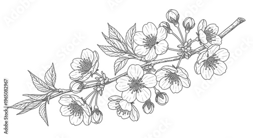cherry blossom branch with flowers and leaves