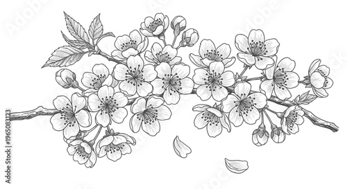 cherry blossom branch with flowers and petals
