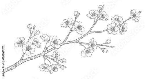 cherry blossom branch with flowers