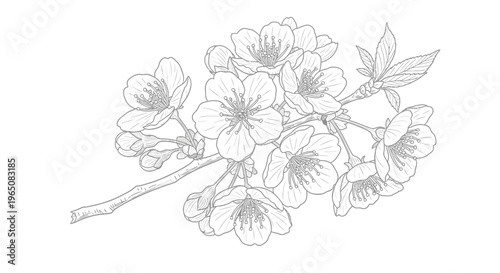 cherry blossom branch with flowers