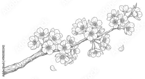 cherry blossom branch with flowers