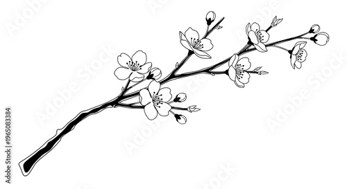 cherry blossom branch